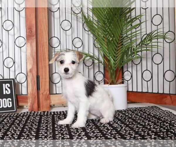 Medium Photo #3 Morkie Puppy For Sale in NAPLES, FL, USA