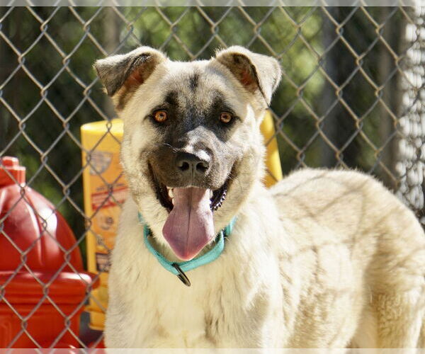 Medium Photo #4 Anatolian Shepherd-Unknown Mix Puppy For Sale in Greenbelt, MD, USA