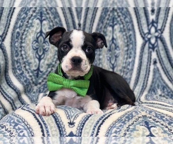 Medium Photo #8 Boston Terrier Puppy For Sale in LAKELAND, FL, USA