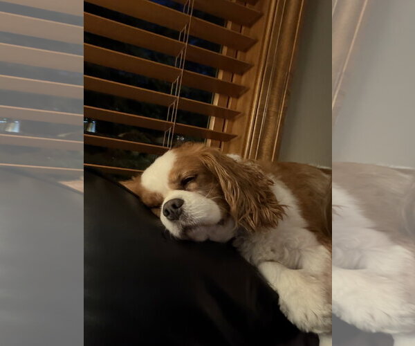 Medium Photo #4 Cavalier King Charles Spaniel Puppy For Sale in St. Louis Park, MN, USA
