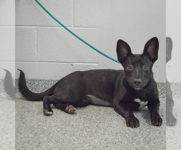 Medium Photo #3 Basset Hound-German Shepherd Dog Mix Puppy For Sale in Huntley, IL, USA