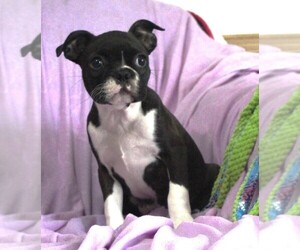 Boston Terrier Puppy for sale in BROOKSVILLE, FL, USA