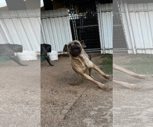 Raja - Male Mutt Dog for Adoption - Photo #2