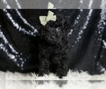 Small #4 Poodle (Toy)