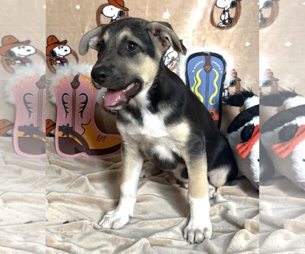 Medium Photo #2 Mutt Puppy For Sale in Wetumpka, AL, USA