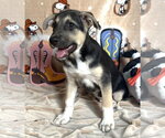 Small #1 Mutt