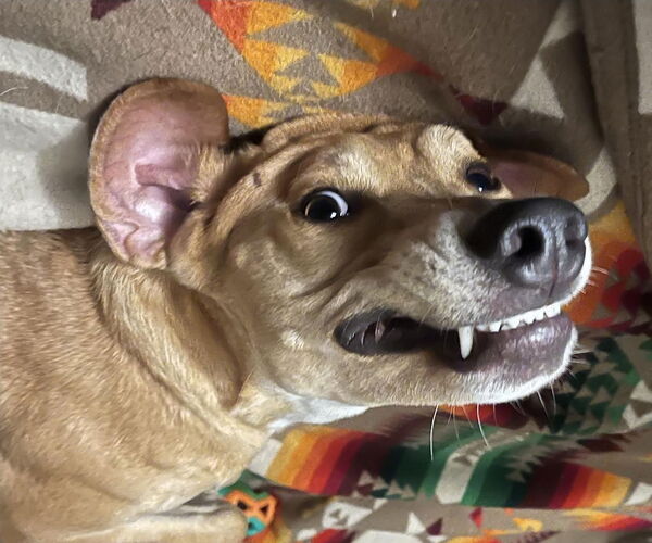 Medium Photo #4 Mutt Puppy For Sale in Princeton, MN, USA