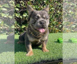 Father of the French Bulldog puppies born on 11/24/2024
