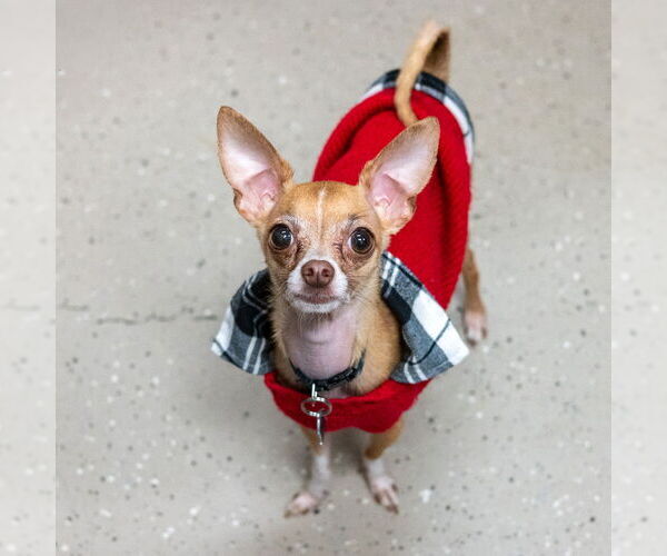 Medium Photo #10 Chihuahua Puppy For Sale in Mundelein, IL, USA