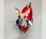 Small #9 Chihuahua