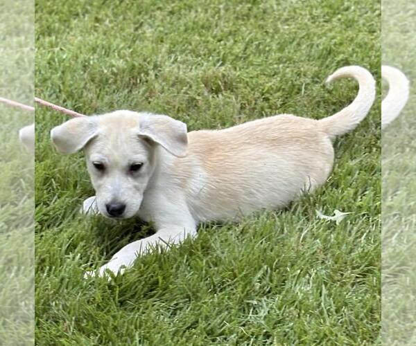 Medium Photo #3 Great Pyrenees-Unknown Mix Puppy For Sale in Yardley, PA, USA