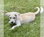 Small #2 Great Pyrenees Mix