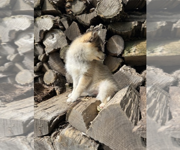Medium Photo #5 Alaskan Klee Kai-Pomsky Mix Puppy For Sale in STAPLES, MN, USA
