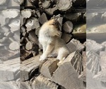 Small #4 Alaskan Klee Kai-Pomsky Mix