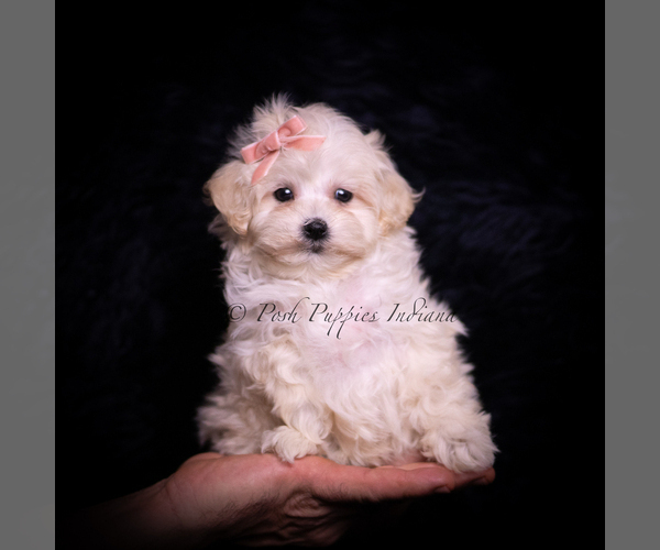 Medium Photo #96 Maltipoo (Miniature) Puppy For Sale in WARSAW, IN, USA