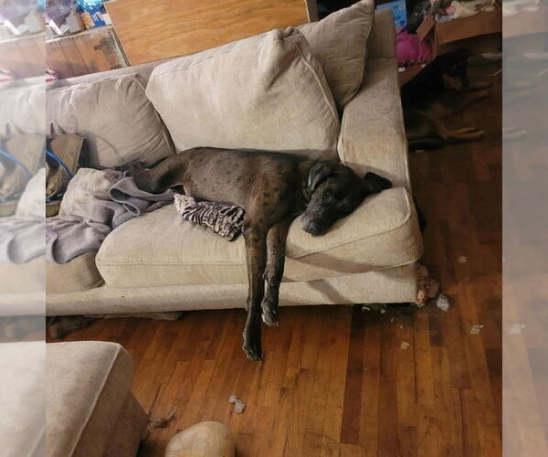 Medium Photo #8 Great Dane-Unknown Mix Puppy For Sale in Bullard, TX, USA