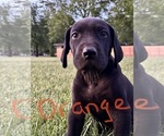 Small Photo #3 Great Dane Puppy For Sale in PILOT GROVE, MO, USA