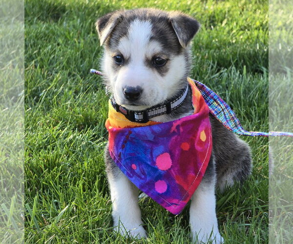 Medium Photo #23 Siberian Husky-Unknown Mix Puppy For Sale in Fargo, ND, USA