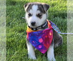 Small #22 Siberian Husky Mix