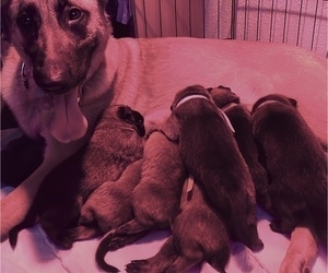 Malinois Puppy for sale in CHAMBERLAIN, SD, USA