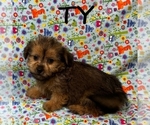 Small #2 Shorkie Tzu