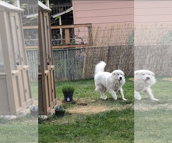 Medium Photo #6 Great Pyrenees Puppy For Sale in Hamilton, MT, USA