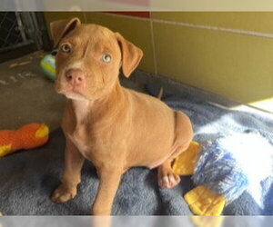 Mutt Dogs for adoption in Redwood City, CA, USA