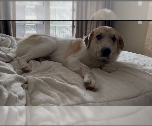 Medium Photo #3 Anatolian Pyrenees Puppy For Sale in MIDWAY, UT, USA