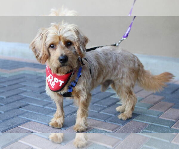 Medium Photo #2 Doodle Puppy For Sale in Mission Viejo, CA, USA