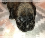Small Photo #7 Boxer Puppy For Sale in BISMARCK, AR, USA