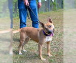 Small #5 Mutt