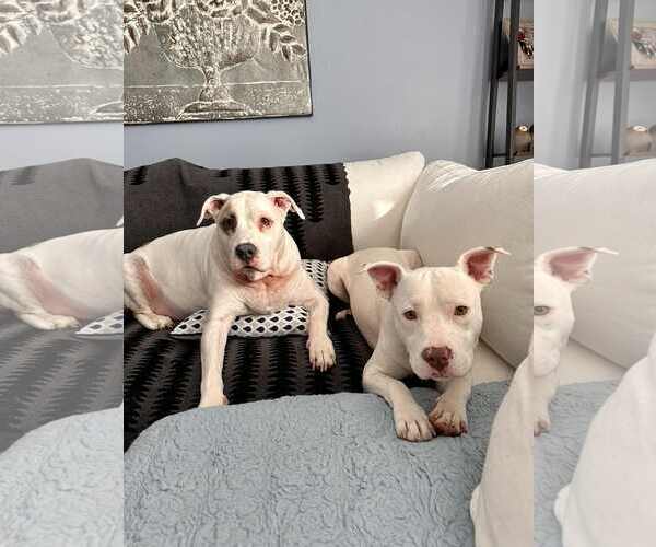 Medium Photo #6 American Pit Bull Terrier-Unknown Mix Puppy For Sale in Rockaway, NJ, USA
