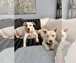 Small #5 American Pit Bull Terrier Mix