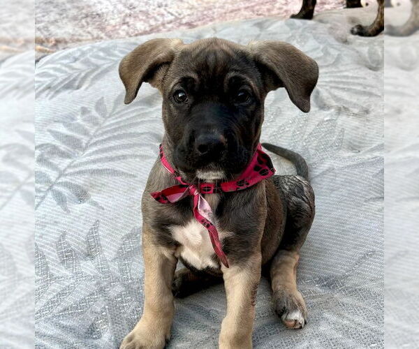 Medium Photo #2 Shepradors Puppy For Sale in San Juan Capistrano, CA, USA