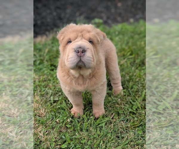 Medium Photo #1 Chinese Shar-Pei Puppy For Sale in SOUTHSIDE, TN, USA