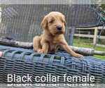 Small Photo #9 Golden Retriever Puppy For Sale in RAEFORD, NC, USA