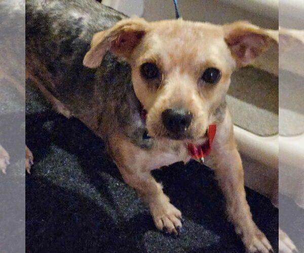 Medium Photo #3 Mutt Puppy For Sale in Fargo, ND, USA