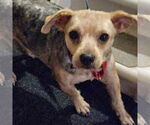 Small #2 Mutt