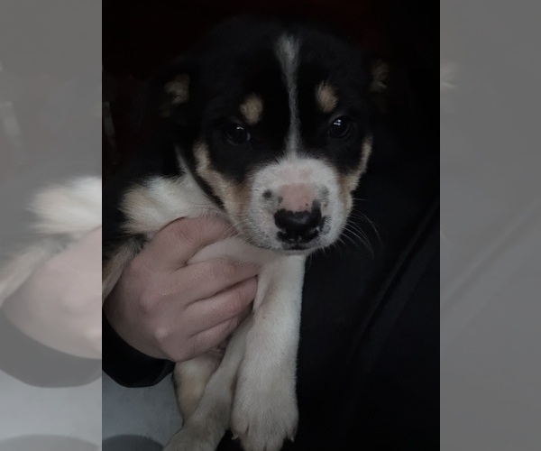 Medium Photo #3 Border Collie Puppy For Sale in BONANZA, OR, USA