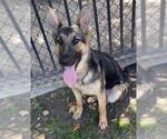 Small #2 German Shepherd Dog