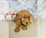 Small Photo #6 Golden Retriever Puppy For Sale in AMITY, AR, USA
