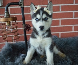 Siberian Husky Puppy for sale in HONEY BROOK, PA, USA