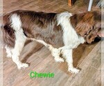Small Photo #3 Newfoundland Puppy For Sale in LAS VEGAS, NV, USA