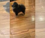 Small Photo #6 Pomeranian Puppy For Sale in ARNOLD, MD, USA