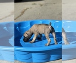 Small Photo #4 Boerboel Puppy For Sale in STOCKTON, CA, USA