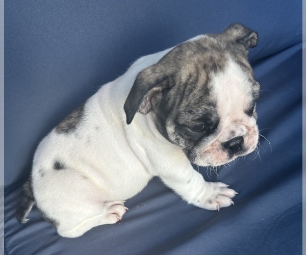Medium Photo #97 English Bulldog Puppy For Sale in WEEKI WACHEE, FL, USA