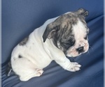 Small Photo #97 English Bulldog Puppy For Sale in WEEKI WACHEE, FL, USA