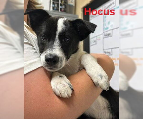 Medium Photo #3 Border Collie Puppy For Sale in Mt. Laurel, NJ, USA