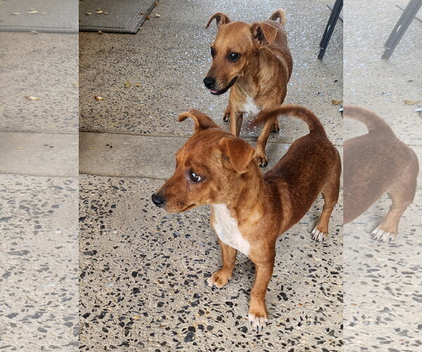 Medium Photo #4 Chiweenie Puppy For Sale in Horn Lake, MS, USA