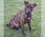 Small #2 Labrador Retriever-Plott Hound Mix